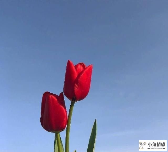 早安心语高情商的句子，精致唯美，打动人心
