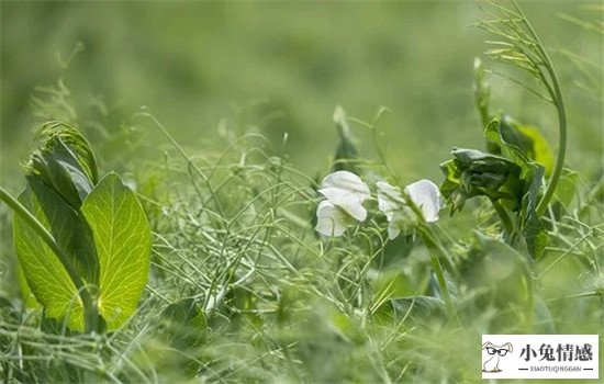自己的老公出轨怎么办