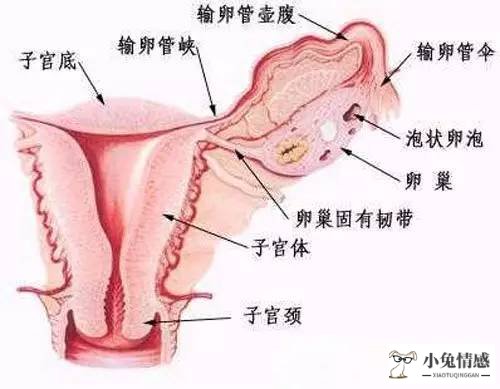 子宫切除老公出轨_子宫被切除后果是什么_子宫卵巢全切除后遗症