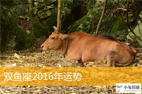 双鱼座2016年星座情感