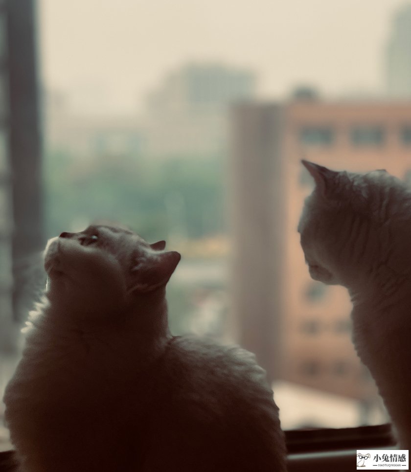 一个落雨天，李心如的两只猫望向窗外。