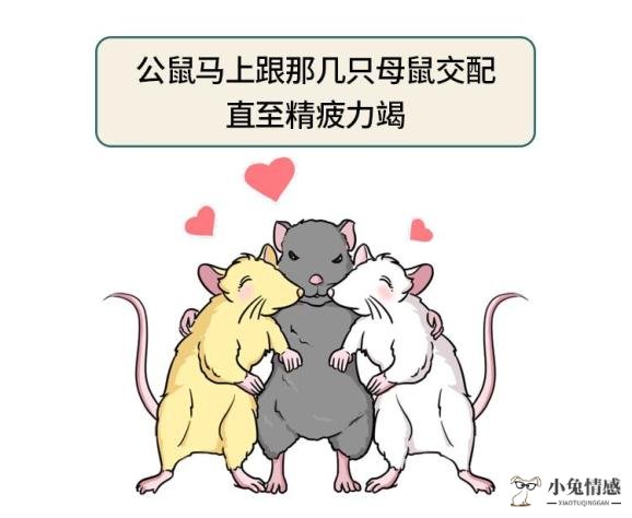 哪些生肖男生容易在异地恋中出轨