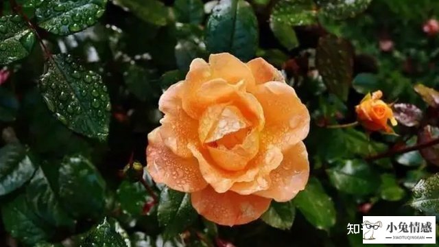 再婚夫妻性生活技巧_再婚夫妻共同财产_再婚夫妻财产分割